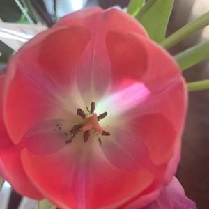 Meet your Posher, Nicholle